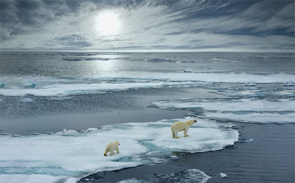 polar-routes-bears