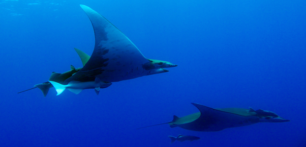 Scuba diving