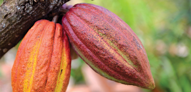 Caribbean10_ingredients