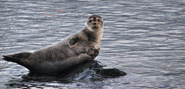 Destinations Seals Iceland