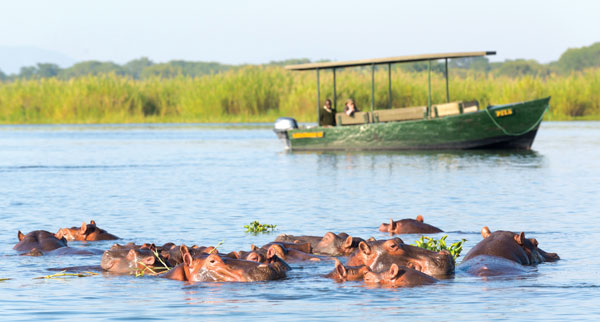 Malawi hippos