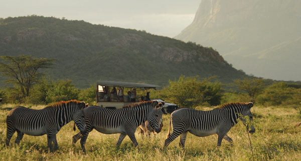 Kenya safari zebra