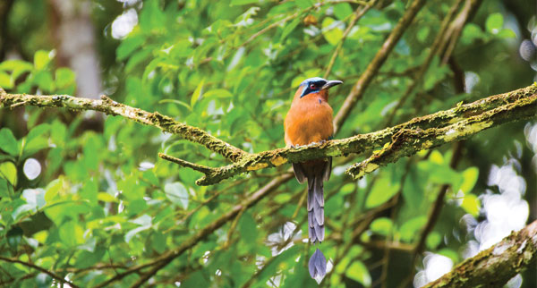 Tobago bird watching