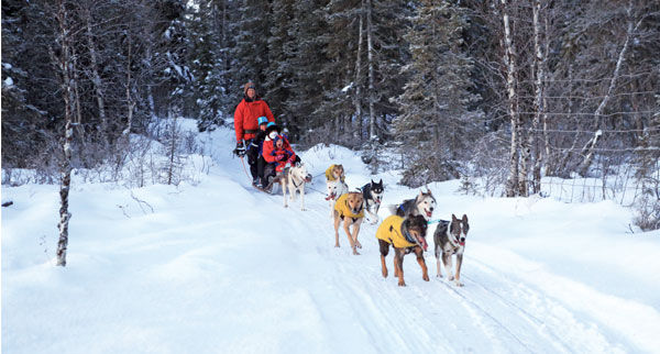 Dog sledding, Lapland 