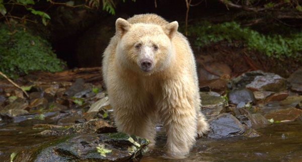 great bear national park