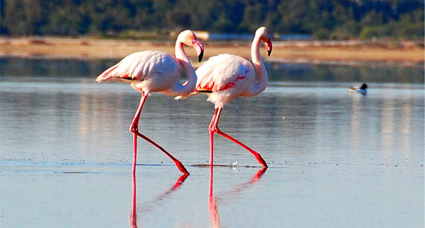 Larnaca flamingoes